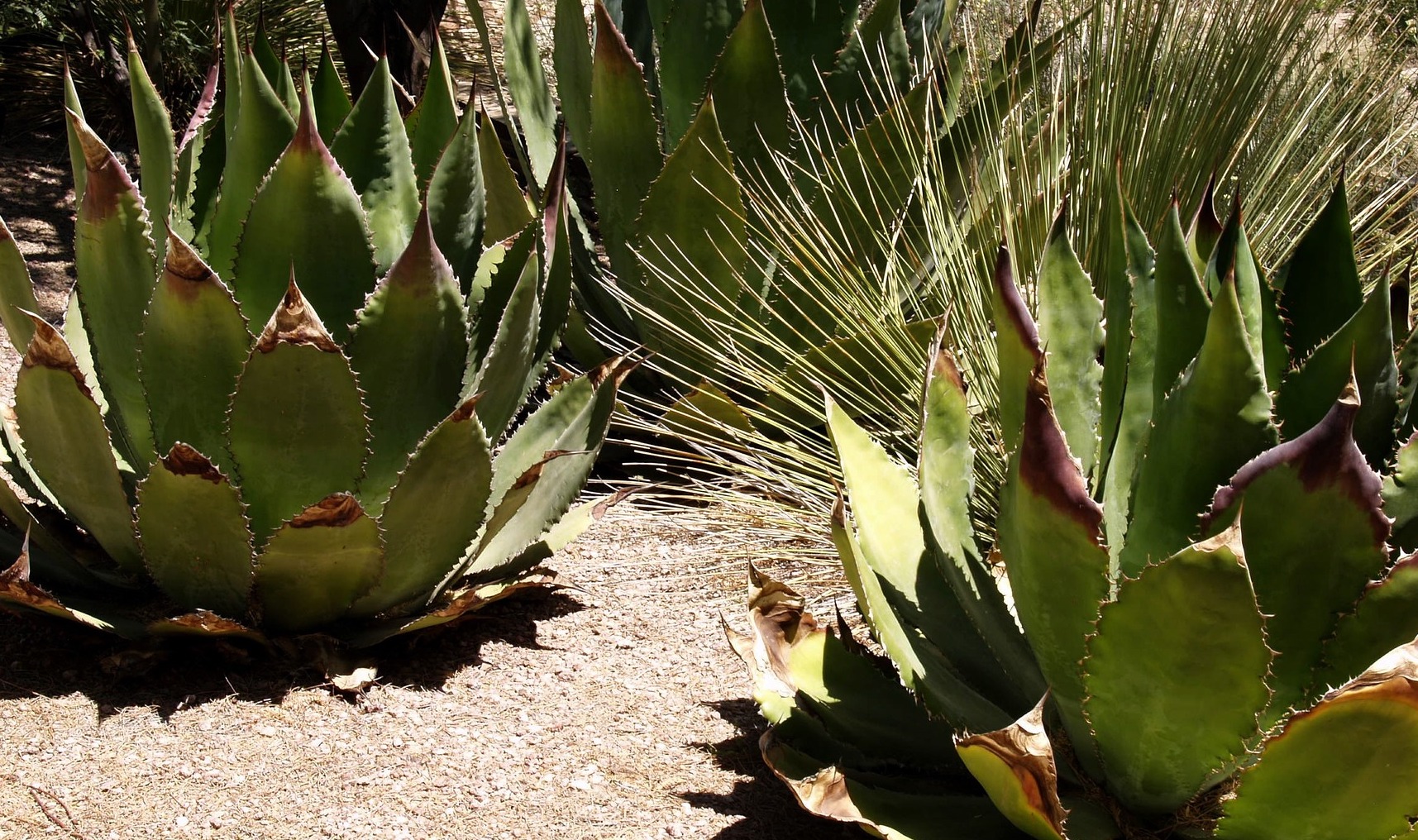 Agave