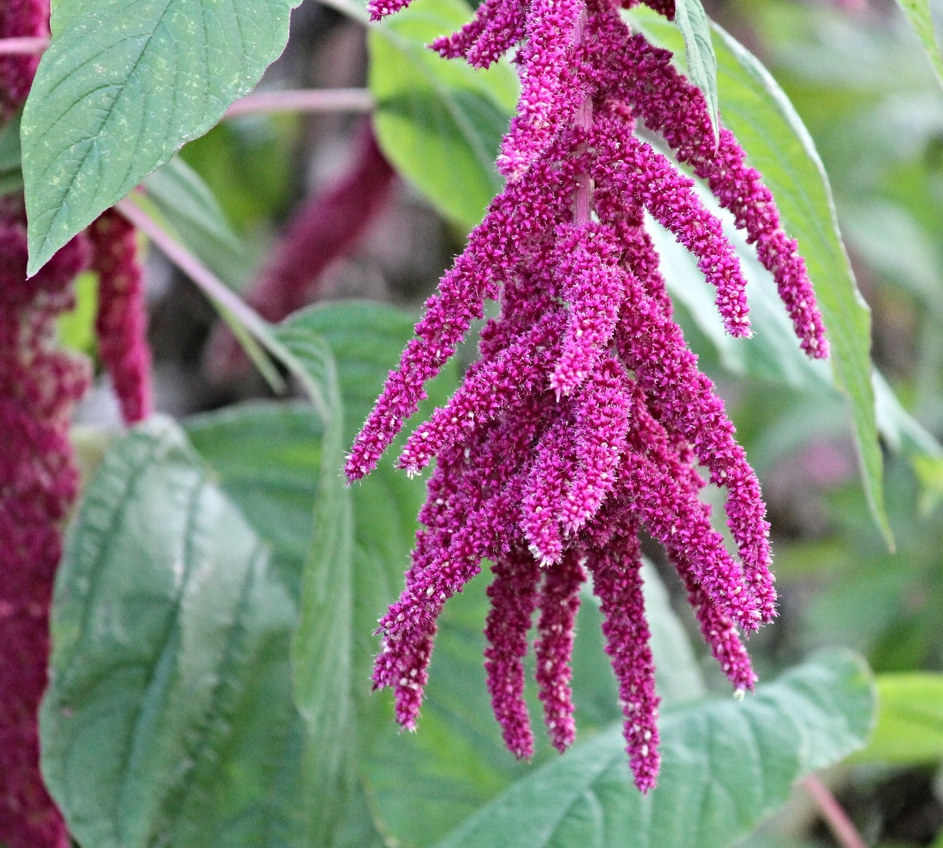 Amaranth